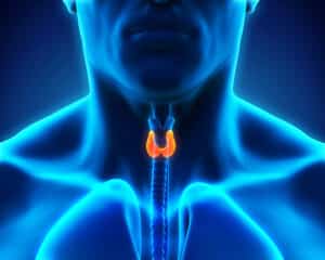 Senior Home Care Manhattan Beach CA - What Seniors Need to Know About Thyroid Disease